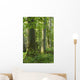 Old Natural Deciduous Forest Wall Decal