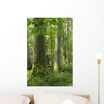 Old Natural Deciduous Forest Wall Decal shown on a wall