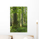Old Natural Deciduous Forest Wall Decal