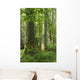Old Natural Deciduous Forest Wall Decal