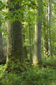 Old Natural Deciduous Forest Wall Decal