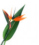 Bird Paradise Flower Wall Decal