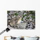 Snow Leopard on a Hill Wall Decal