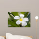 Tropical Flowers Frangipani Plumeria Wall Decal