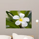 Tropical Flowers Frangipani Plumeria Wall Decal