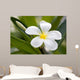 Tropical Flowers Frangipani Plumeria Wall Decal