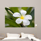 Tropical Flowers Frangipani Plumeria Wall Decal