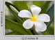 Tropical Flowers Frangipani Plumeria Wall Decal