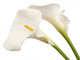 White Calla Flowers Wall Decal