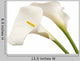 White Calla Flowers Wall Decal