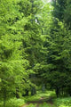 Forest Road Laeding into Wall Decal