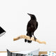 Bird Rook Wall Decal
