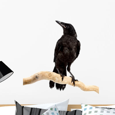 Bird Rook Wall Decal shown on a wall