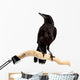 Bird Rook Wall Decal