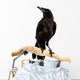 Bird Rook Wall Decal