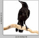 Bird Rook Wall Decal