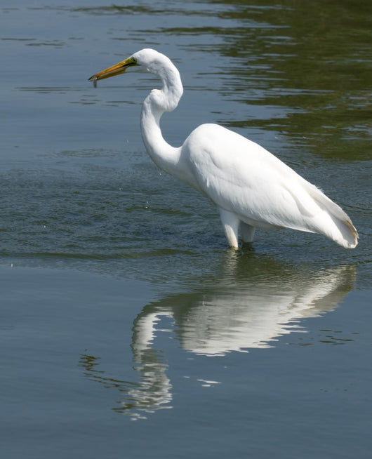 Great White Egret Wall Decal