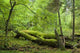 Broken Trees Summer Forest Wall Decal