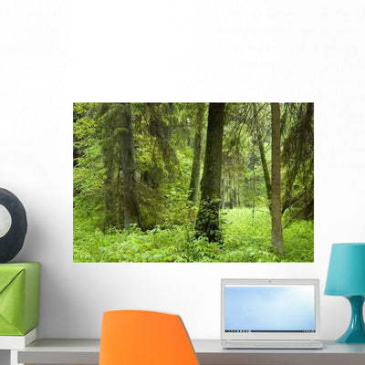 Old Natural Mixed Forest Wall Decal shown on a wall