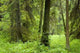 Old Natural Mixed Forest Wall Decal