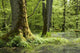 Oak Mossy Tree Wall Decal