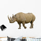 Closeup Black Rhinoceros Diceros Wall Decal