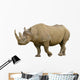 Closeup Black Rhinoceros Diceros Wall Decal