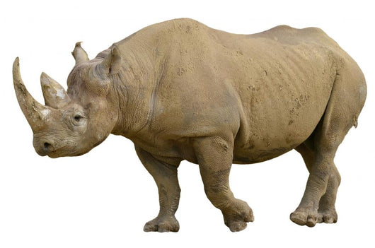 Closeup Black Rhinoceros Diceros Wall Decal