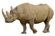 Closeup Black Rhinoceros Diceros Wall Decal