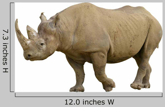 Closeup Black Rhinoceros Diceros Wall Decal
