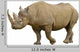 Closeup Black Rhinoceros Diceros Wall Decal