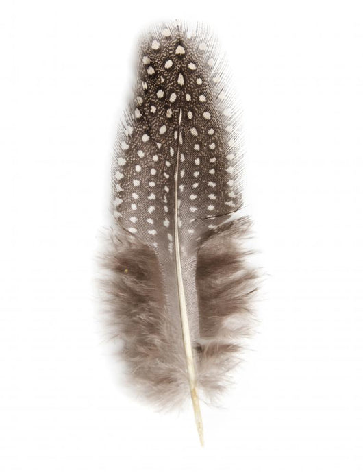 Guinea Fowl Feather 2 Wall Decal