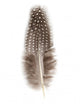 Guinea Fowl Feather 2 Wall Decal