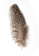 Guinea Fowl Feather 1 Wall Decal