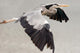 Heron Cendre 3 Wall Decal