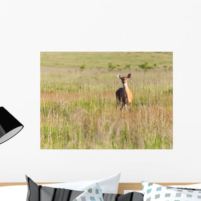 White Tailed Deer Feeds Wall Decal shown on a wall