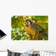 Squirrel Monkey Wall Decal