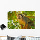 Squirrel Monkey Wall Decal