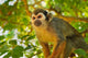 Squirrel Monkey Wall Decal
