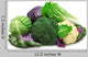 Collection Cabbage Wall Decal