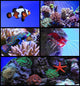 Tropical Exotic Fish Wall Decal