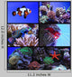 Tropical Exotic Fish Wall Decal