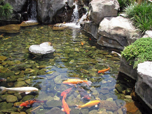 Koi Carp Pond Wall Decal