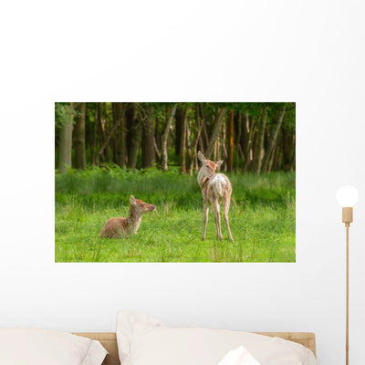 Very Young Red Deer Wall Decal shown on a wall