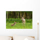 Very Young Red Deer Wall Decal