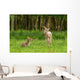Very Young Red Deer Wall Decal