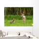 Very Young Red Deer Wall Decal