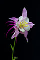 Flor Aquilegia Wall Decal