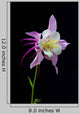Flor Aquilegia Wall Decal