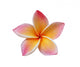 Frangipani Plumeria Flower White Wall Decal